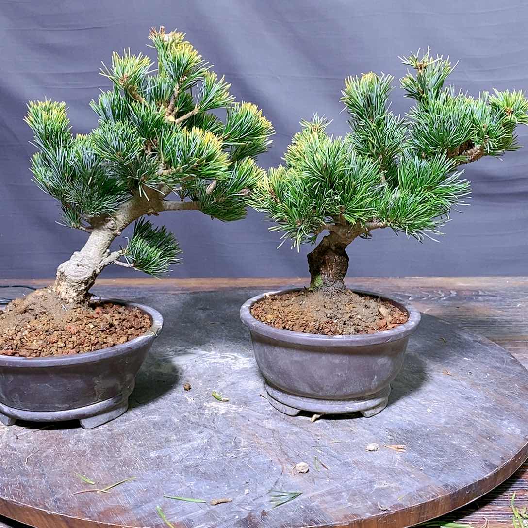 【闪购商品】无花朵