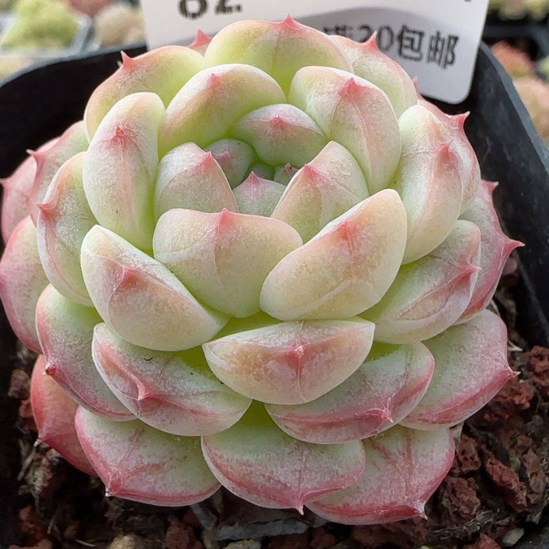 小****星花语逸境0113-82糖心