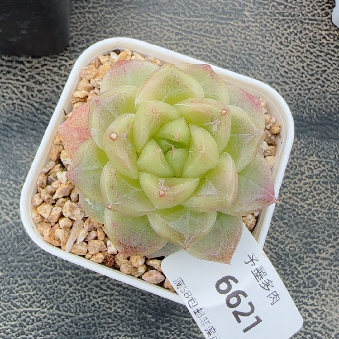 青禾，6621多肉植物