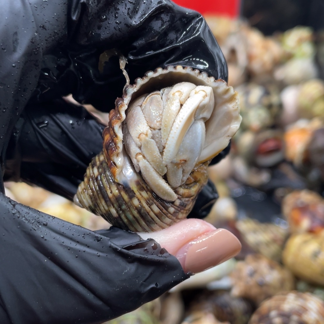 不退不换谢谢支持85