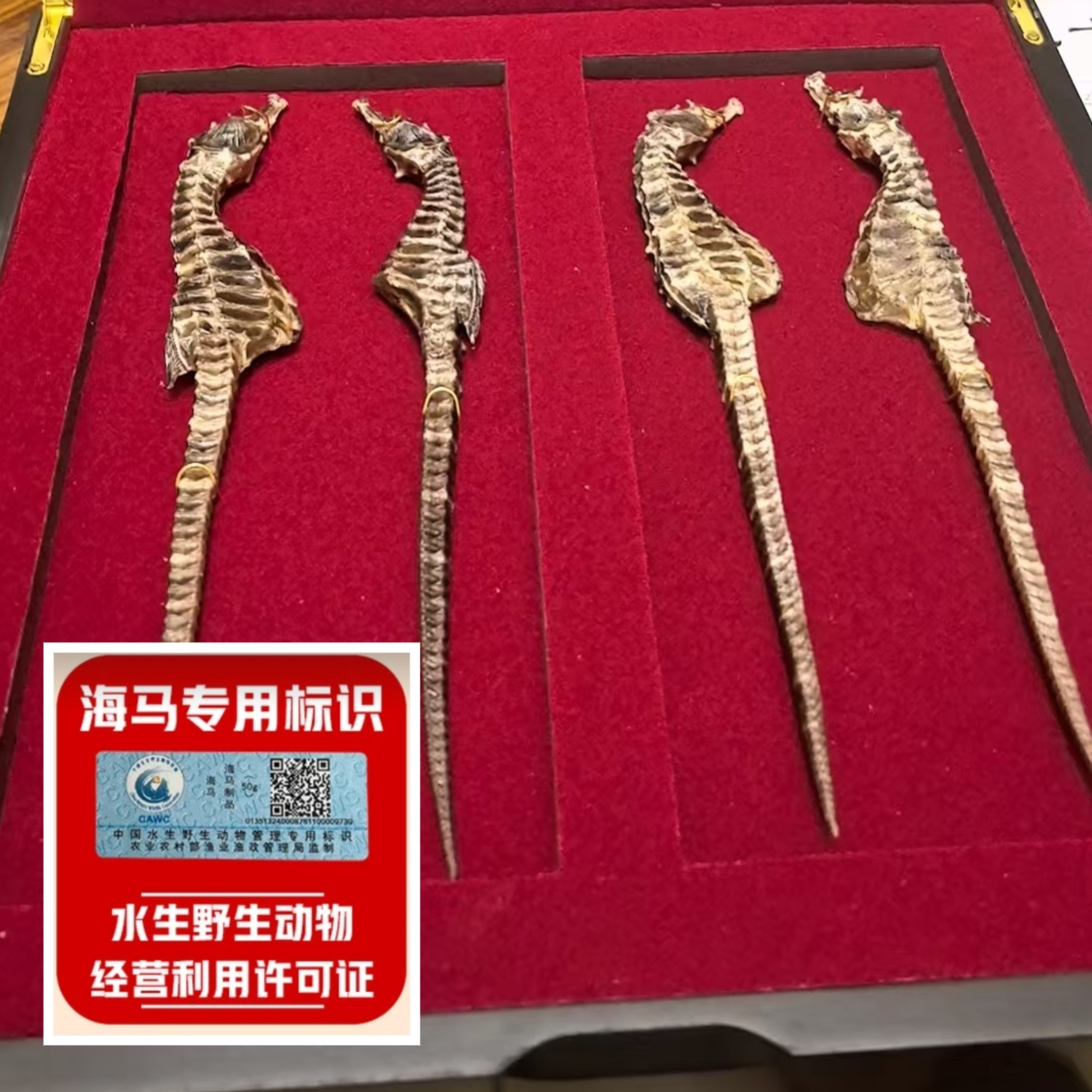 鲁马海马礼盒！海马干货天然生晒可炖汤可泡酒滋补佳品