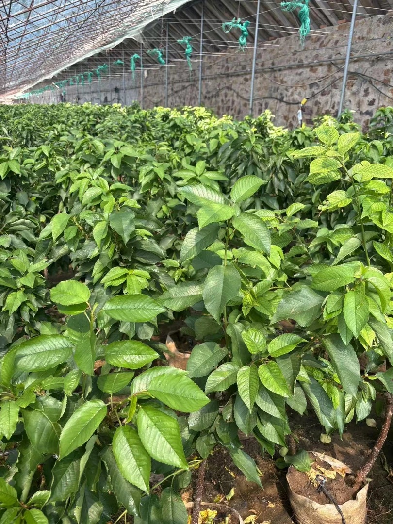 南北方花卉植物盆栽苗黑抮珠DL