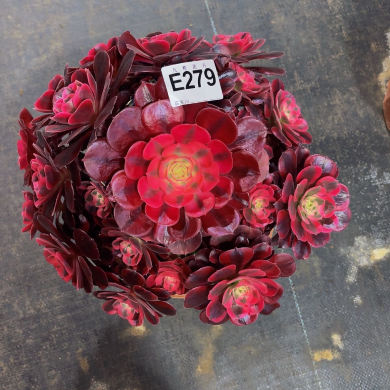 【闪购商品】￴****人27900