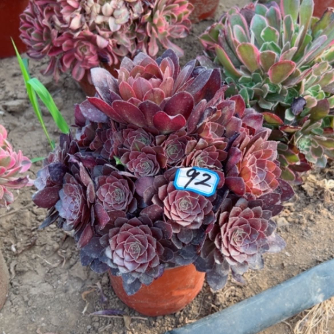 【闪购商品】多肉植物艾伦92