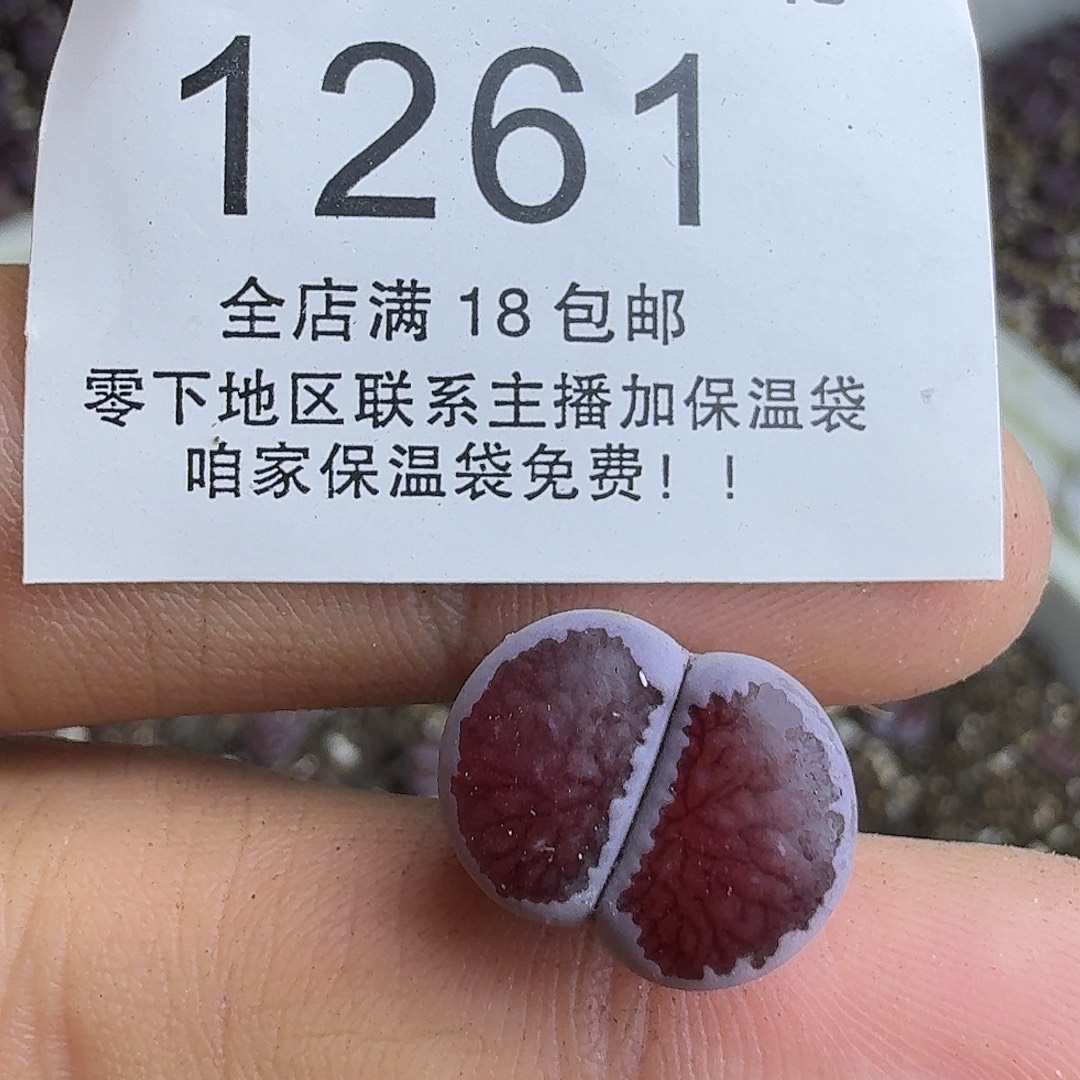 1261 哈哈哈哈哈哈哈哈