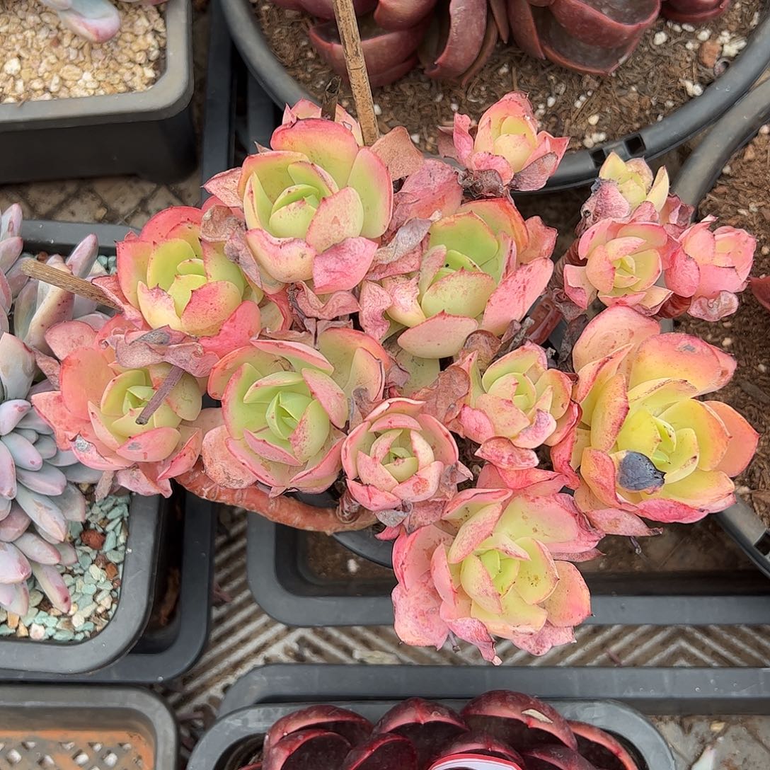 克里思汀，一物一拍