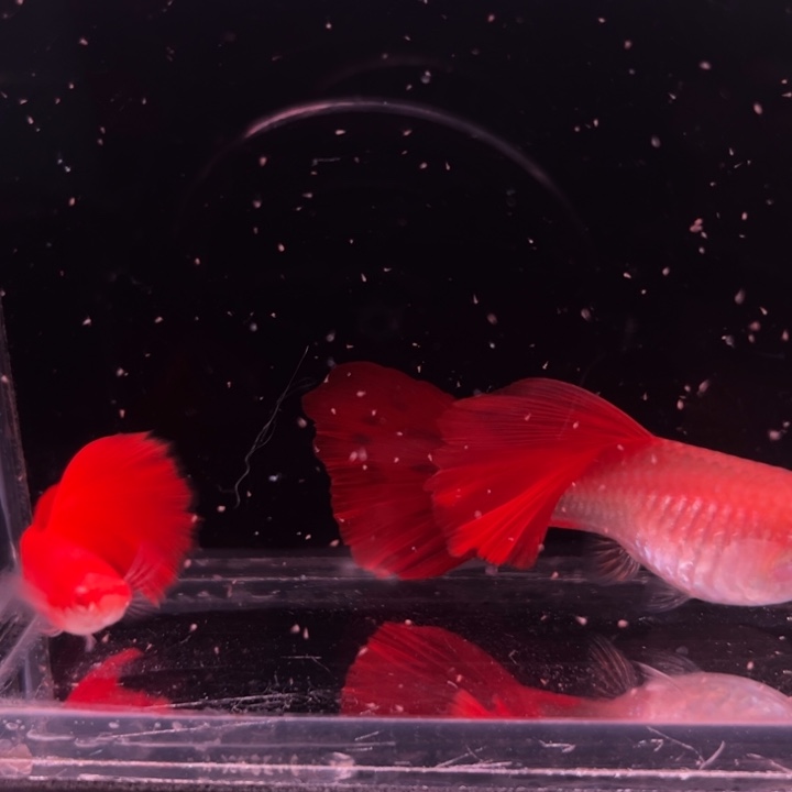 孔雀鱼精品美系大背血红1对