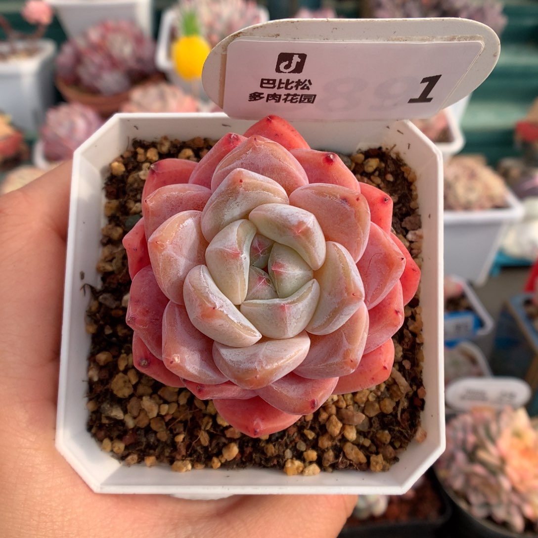 1糖心B06多肉植物