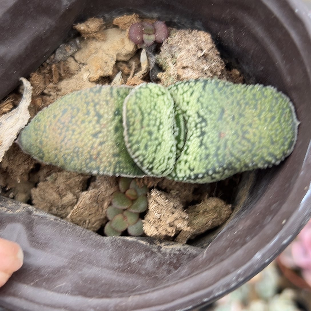 多肉植物龙虎豹蜗牛