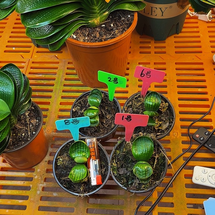 完全开放油麻娃娃