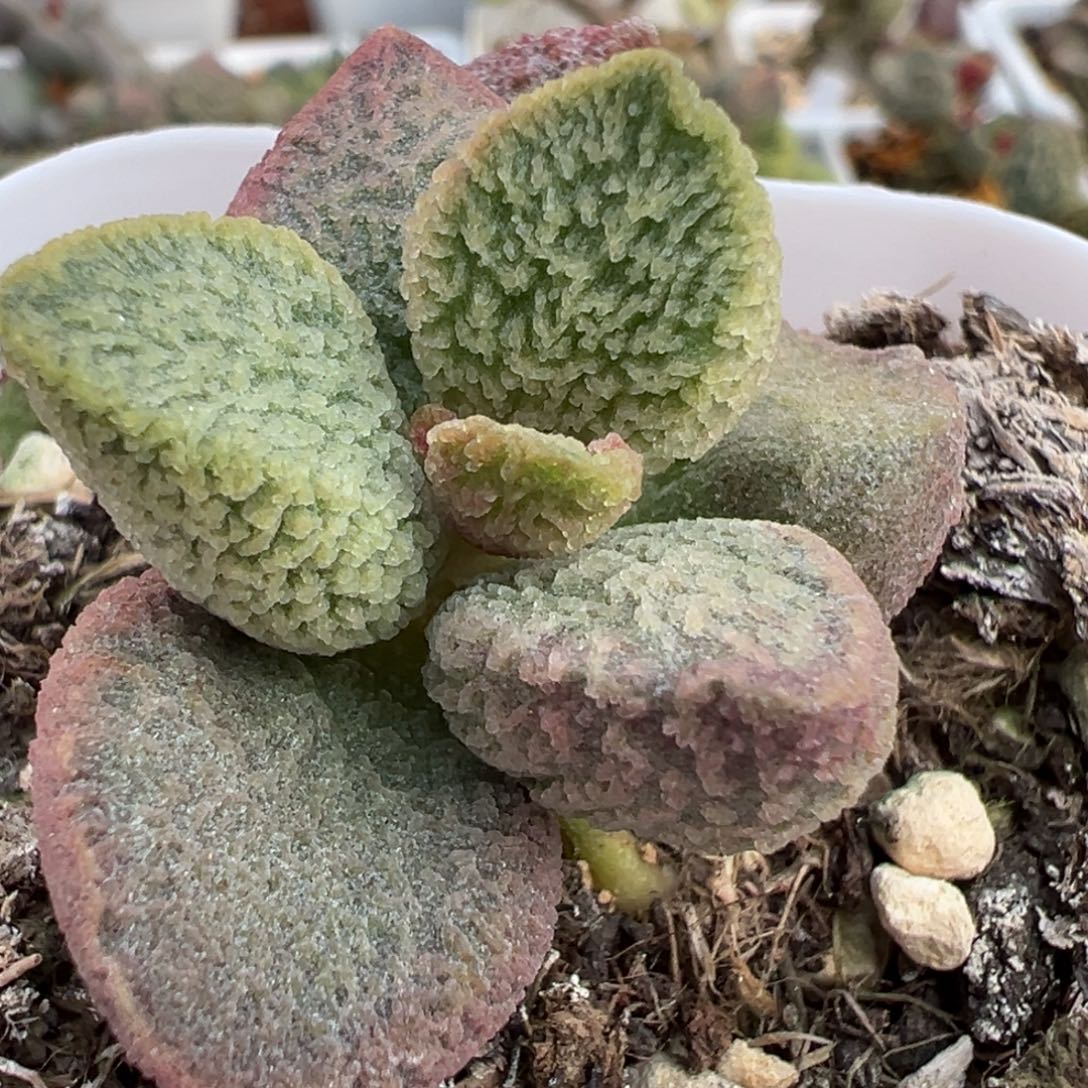 实生新品多肉植物水泡多肉植物