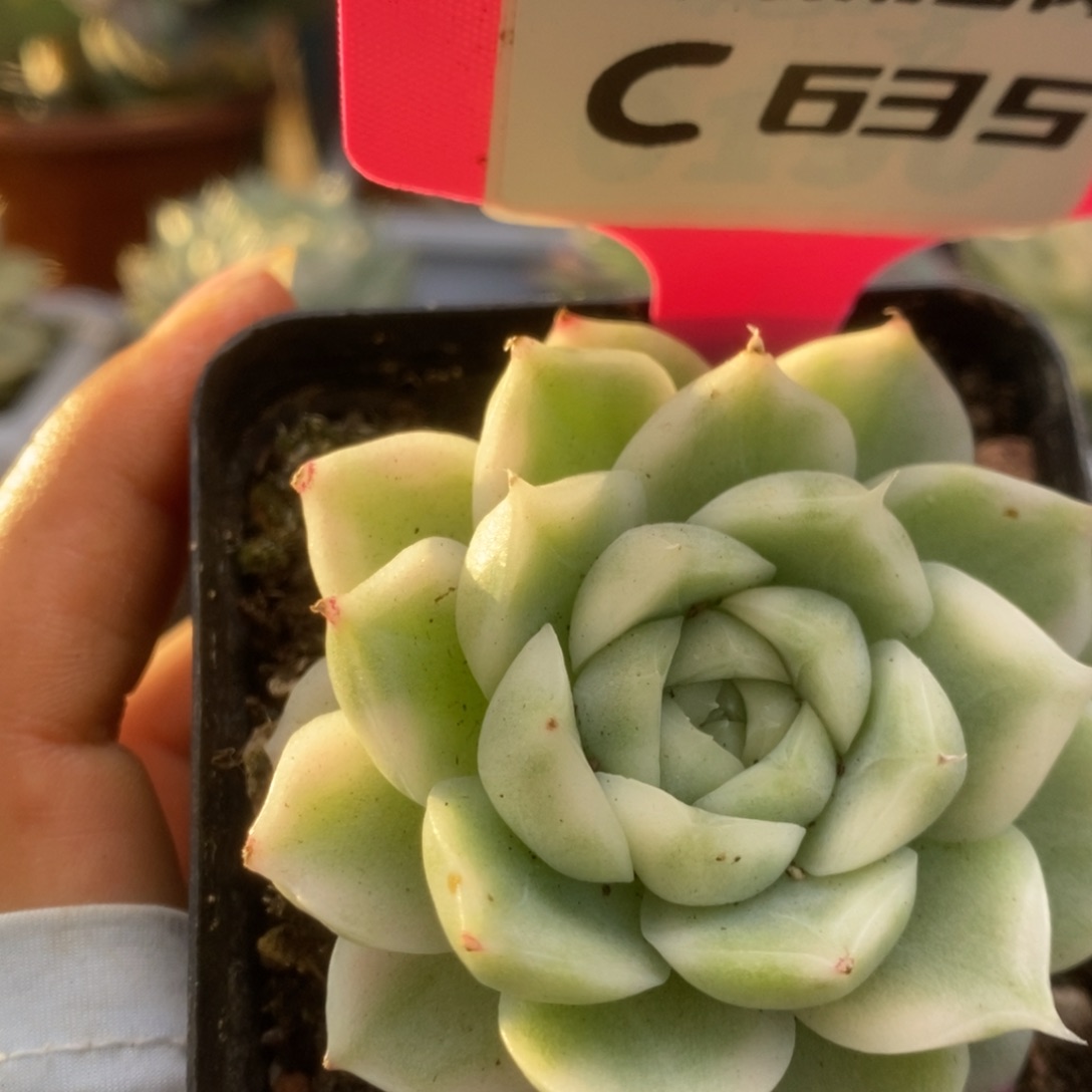 635白瓷麦杆锦锦锦锦锦锦锦锦