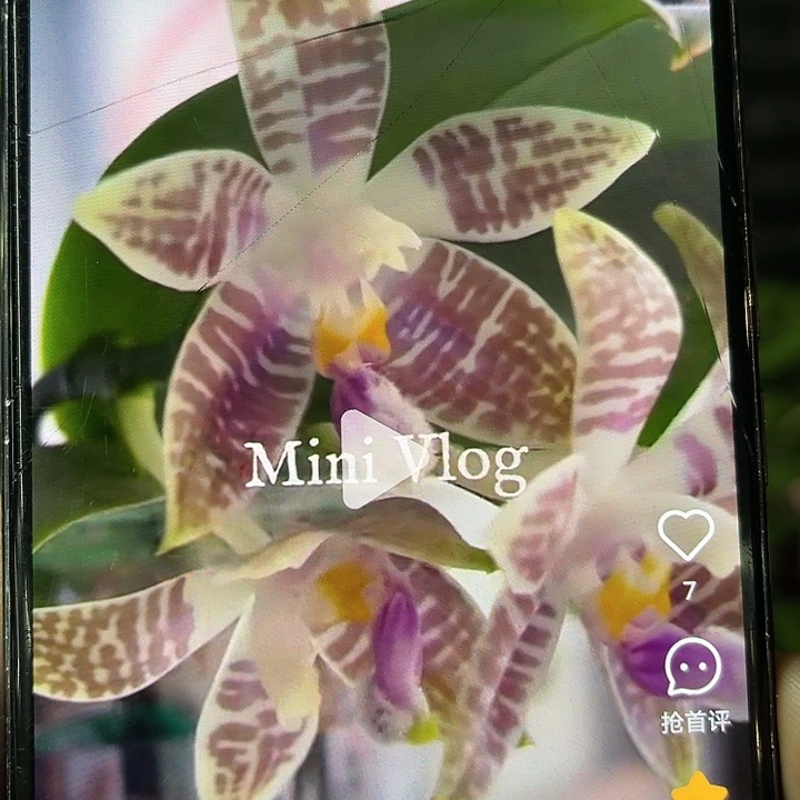 当前无花栽培后可以开花蓝柯柠1.7带剑