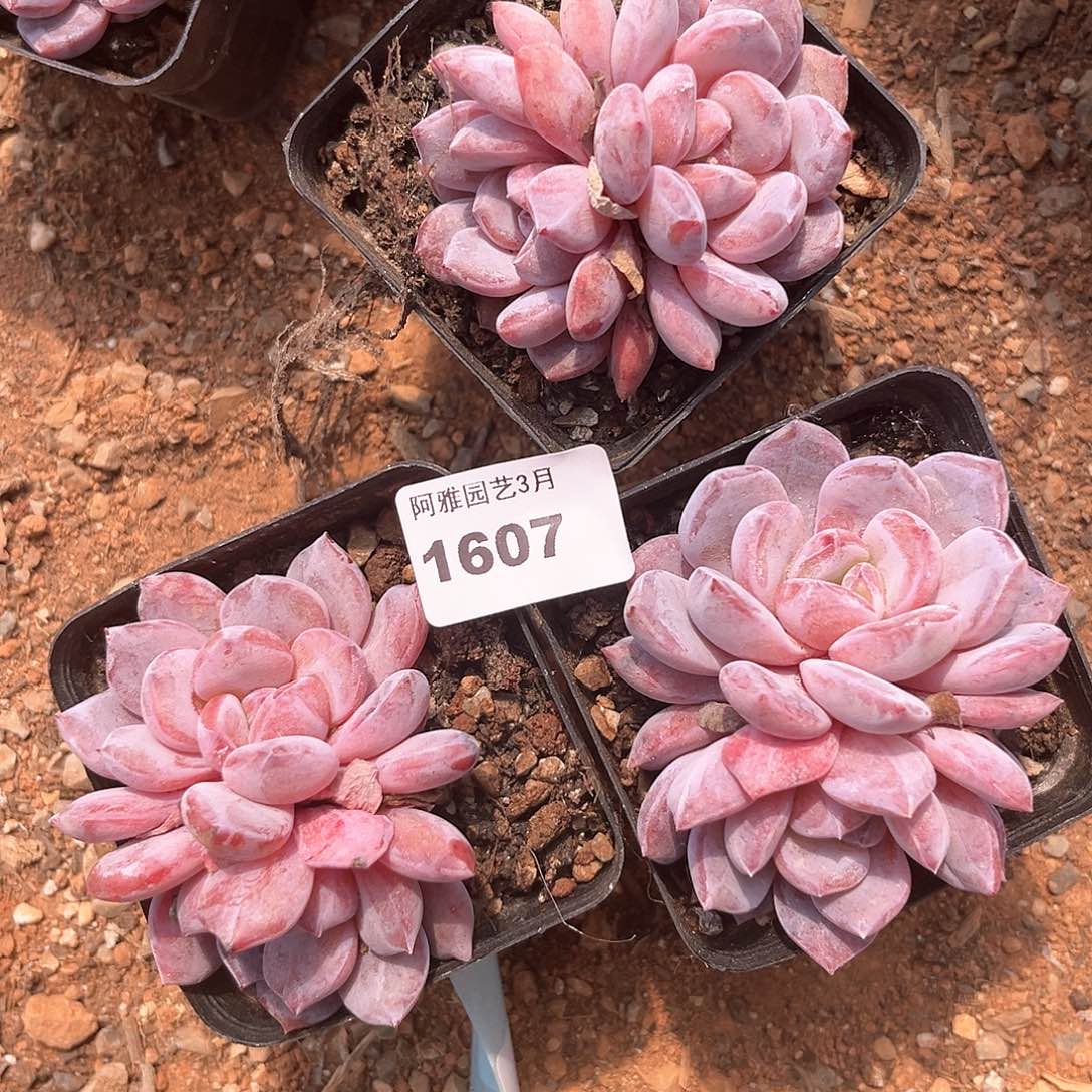 阿雅园艺。   1607