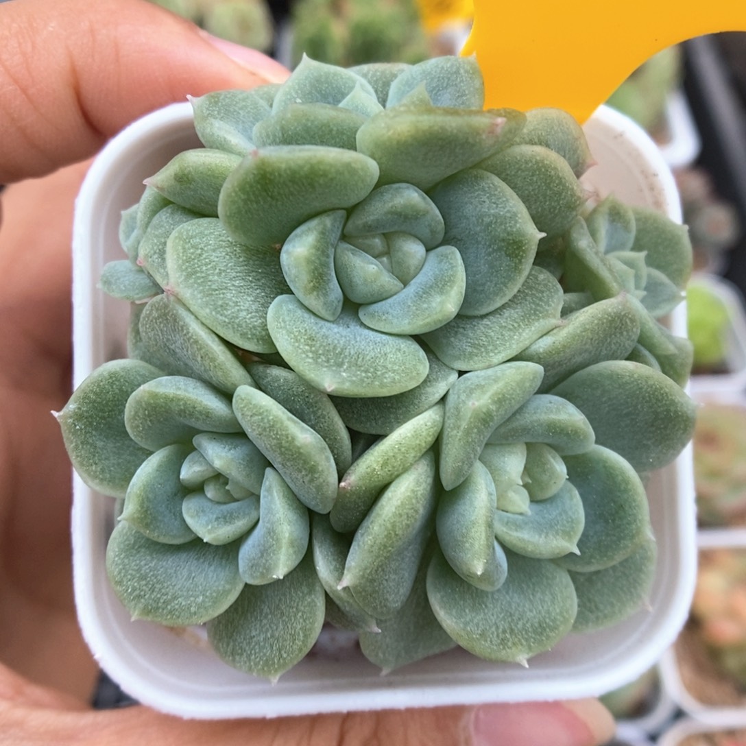 财富200群生可拍1033号