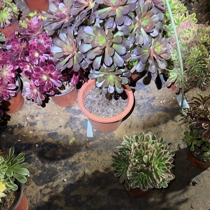 多肉法师植物链接42