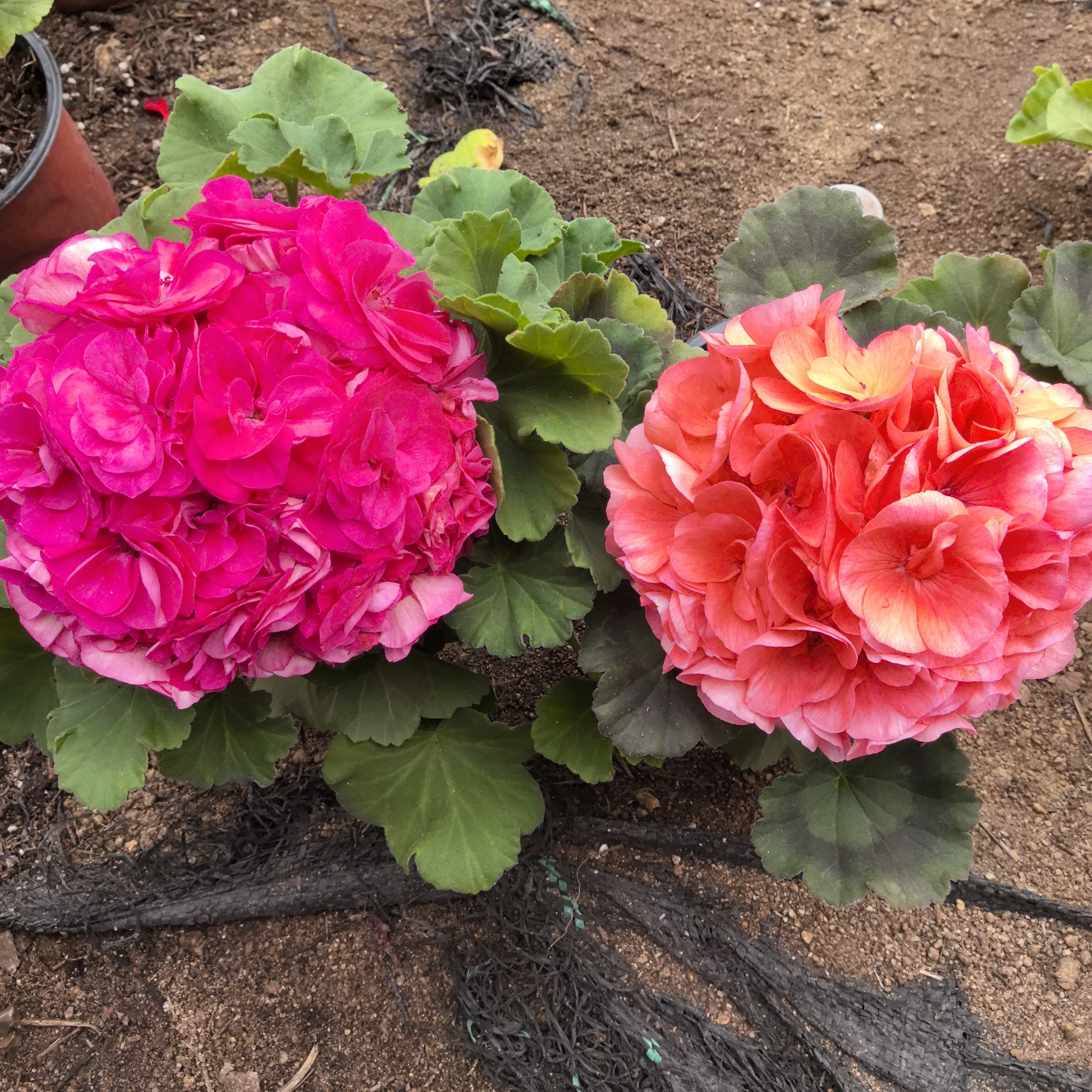 【罗莎琳达(直立)+魔法师(直立小苗)】2颗重瓣天竺葵组合(包对版)