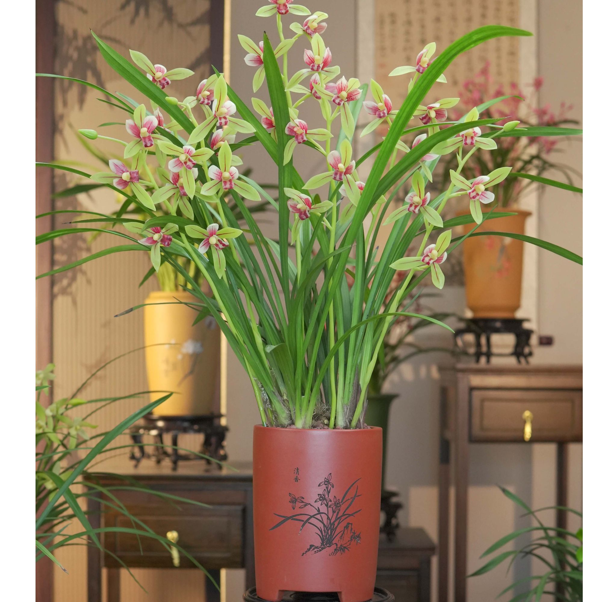 建兰铭品【峨眉贵妃】带花苞兰花故宫红紫砂盆种好室内盆景盆栽
