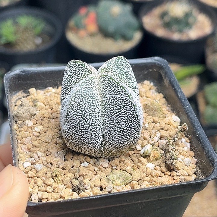 恩冢鸾凤玉实生球3公分