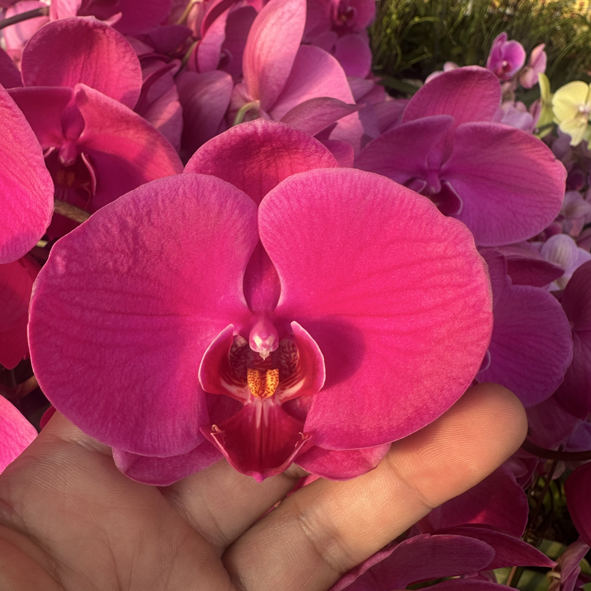 渟叙【鸿运当头】3.0寸 带花带花苞发货 花卉阳台植物清新网红绿植