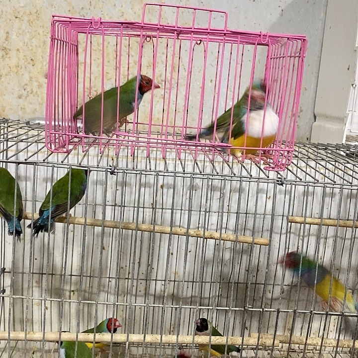 许***姐文鸟特价公3只包活到家收到货拍开箱