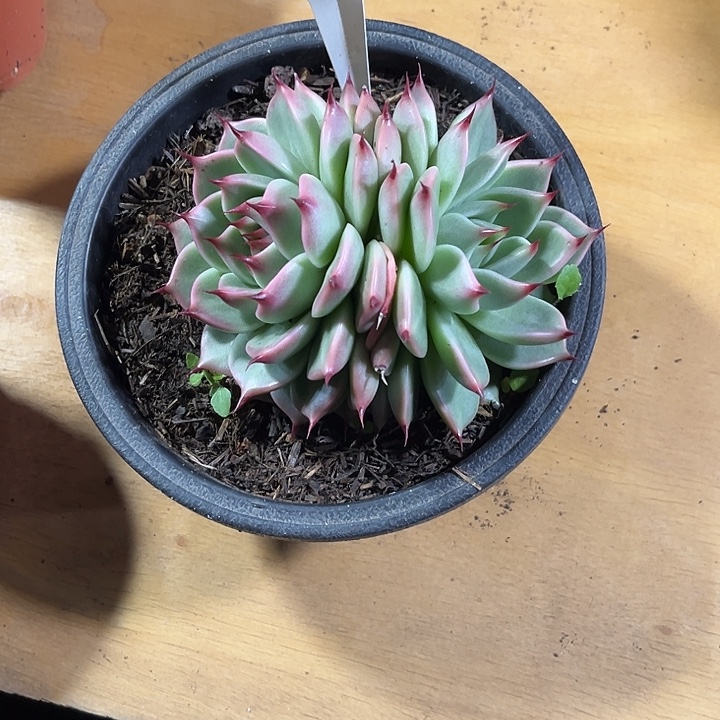 捏***捏0000000000000000762