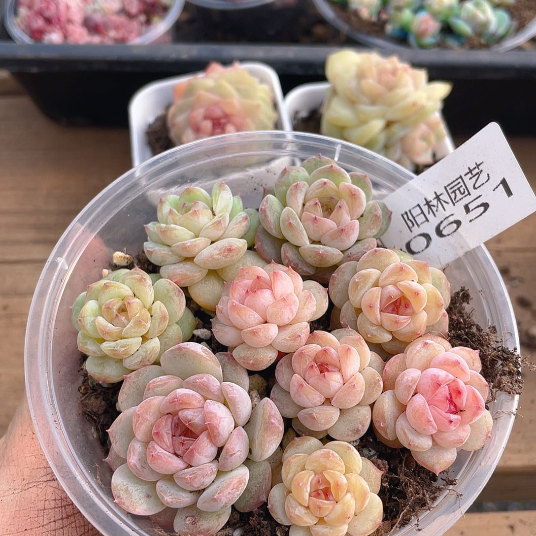 多肉植物多肉植物651