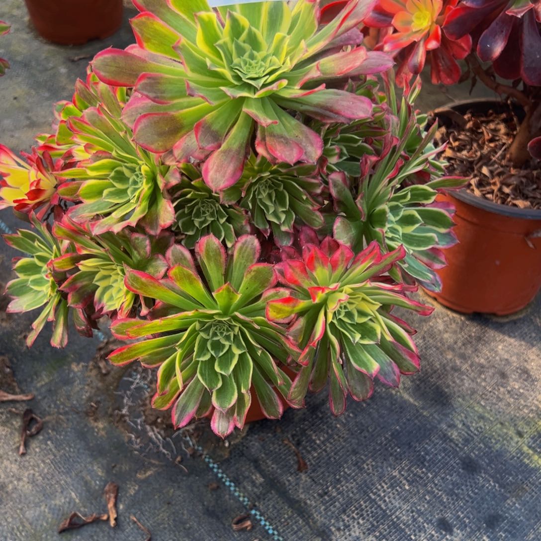 好***伴法师多肉植物天合204