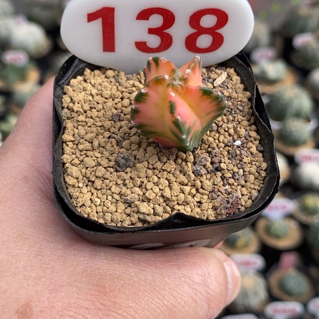 138鸾凤玉锦福利