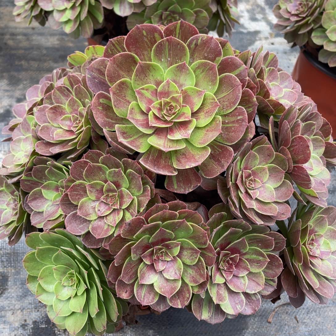 心****好005大花月夜精品法师多肉