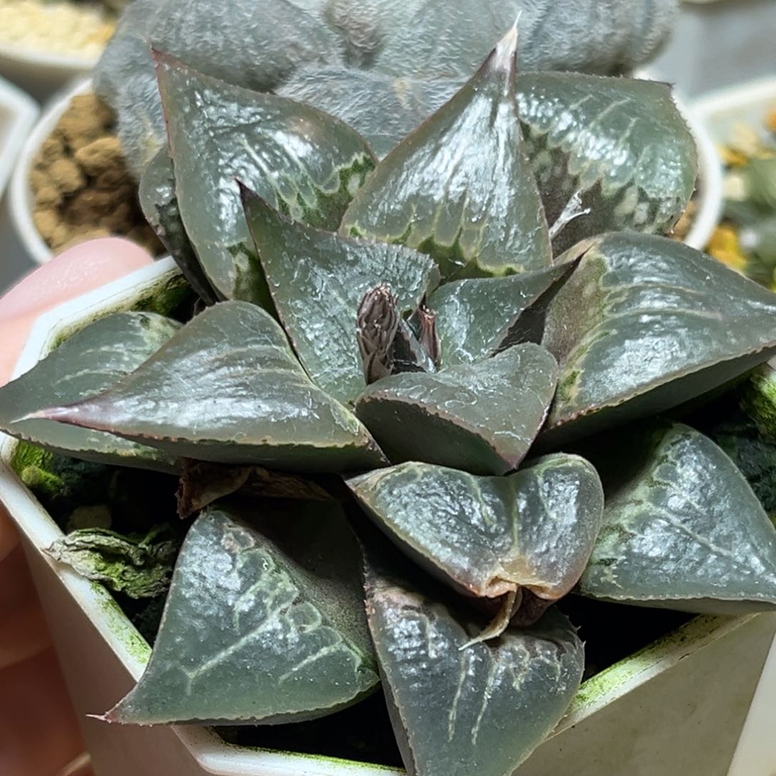 恭喜发财大吉大利0370