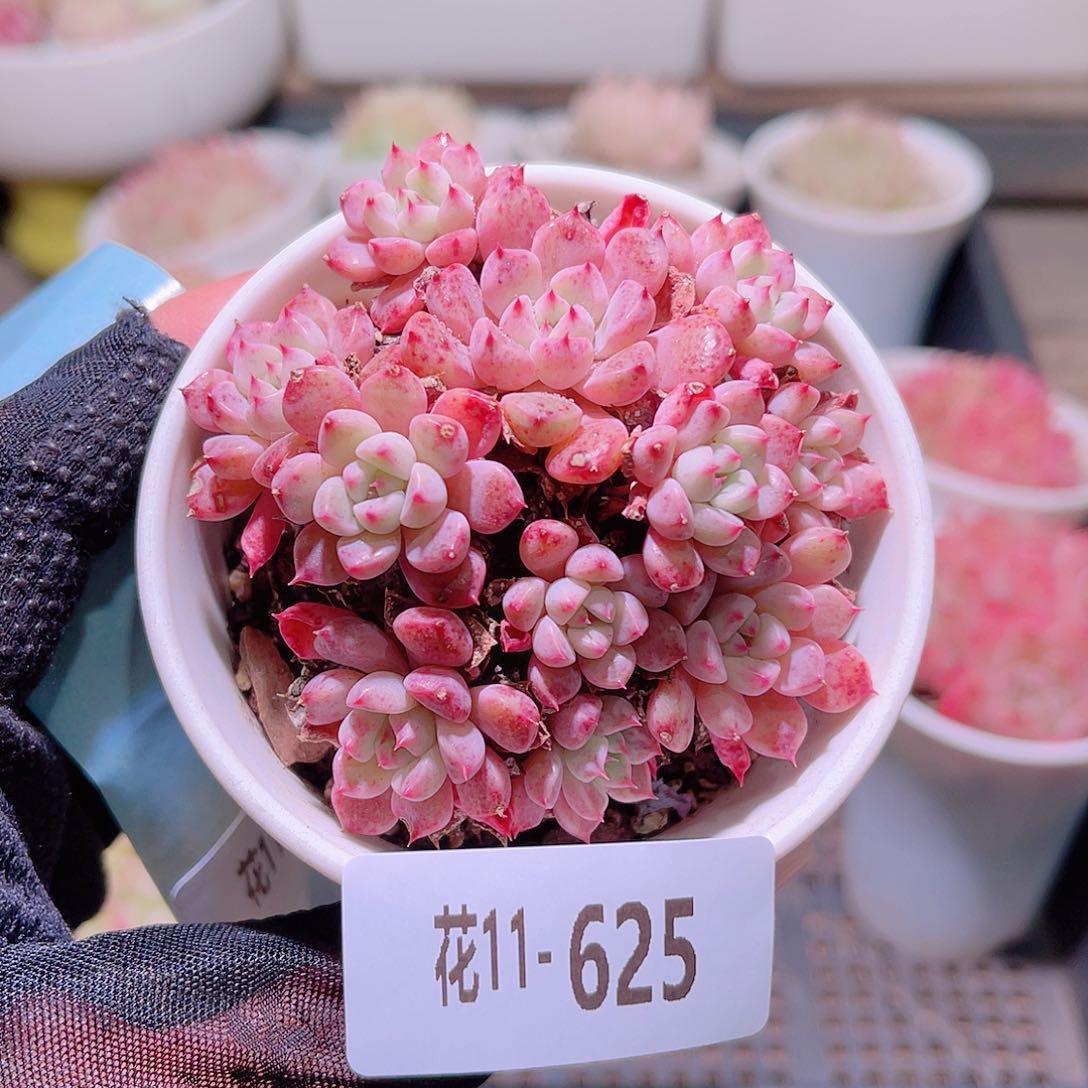 花利美11-625阿曼尼