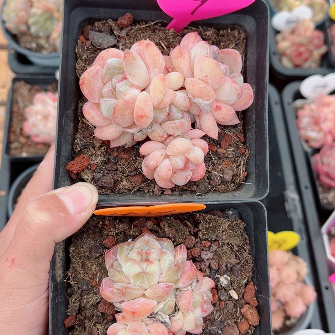 M***手9号小老桩浮玉群4头