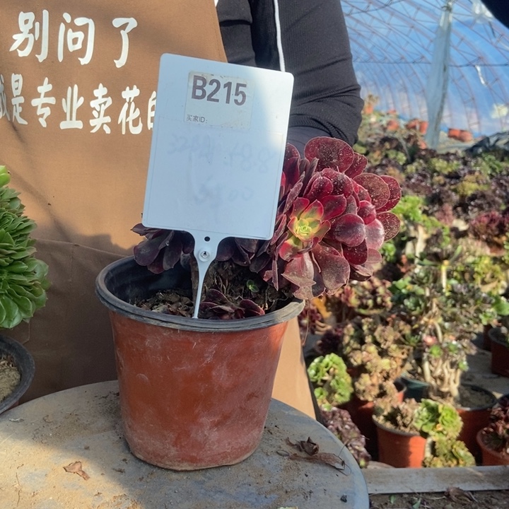 小***苽B215美肤坡地读书没