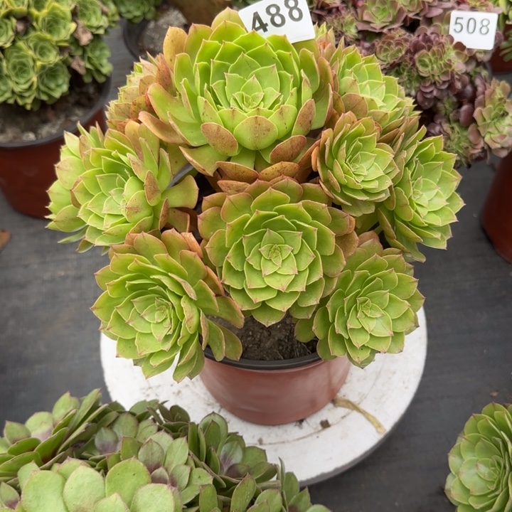 多肉植物若桃法师488