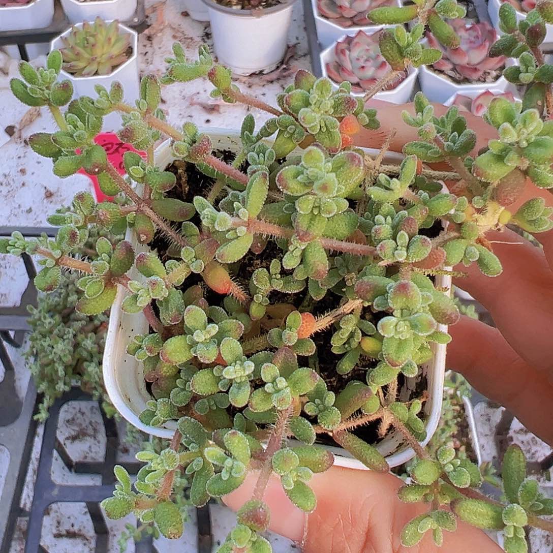 红宝石枝干19包邮多肉植物