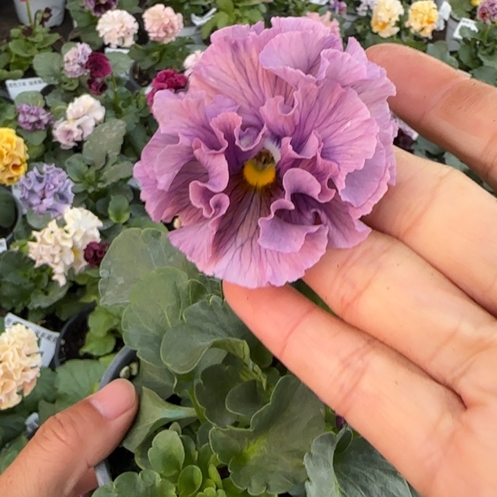 无花朵L549小苗默认苗晃零下5勿拍