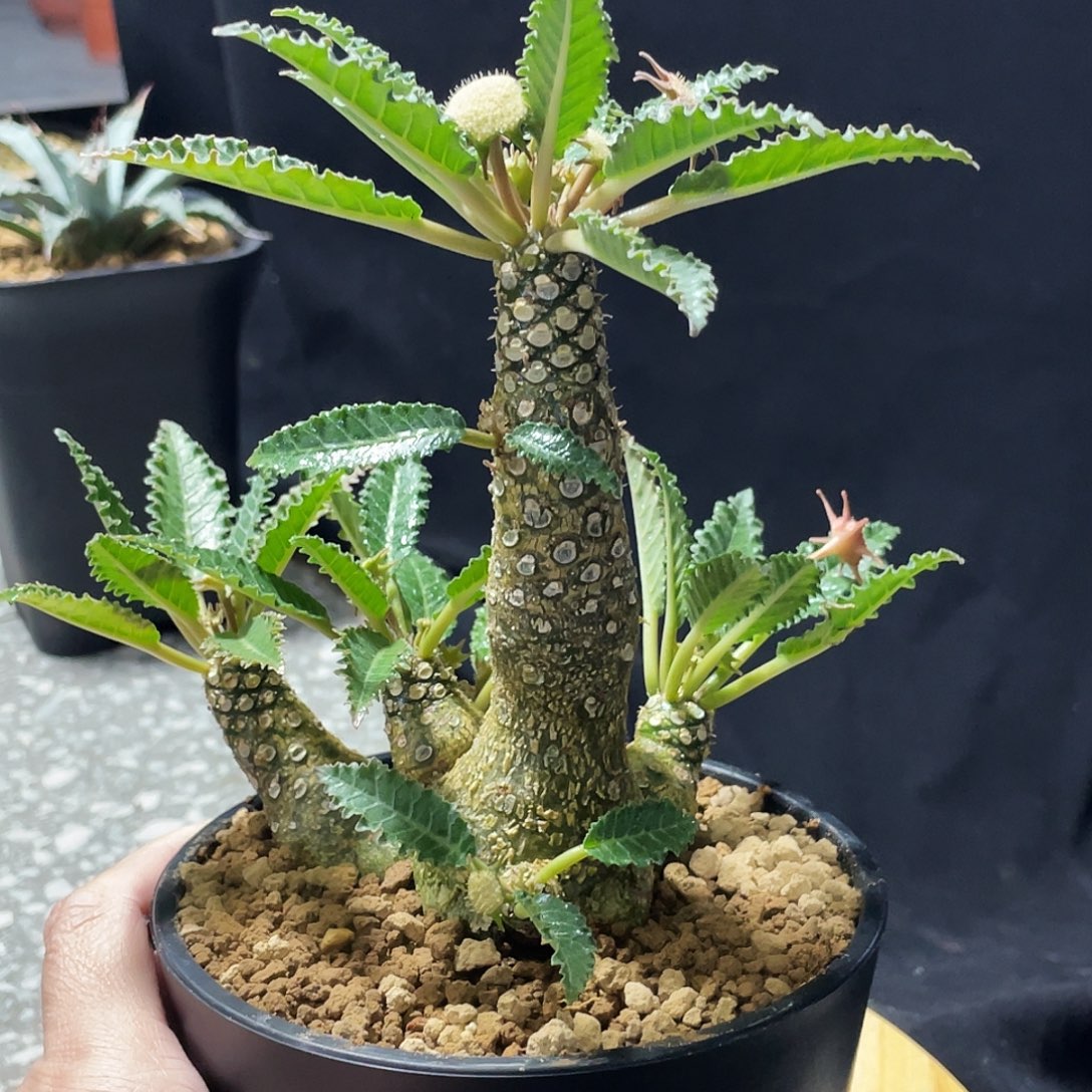 新版椰子琉桑6666666666666