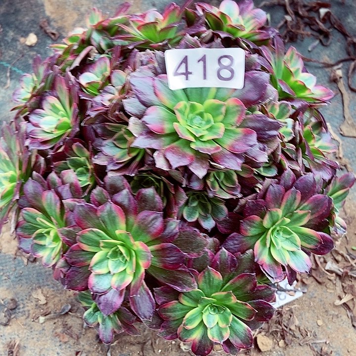 安娜朵朵418多肉不包断