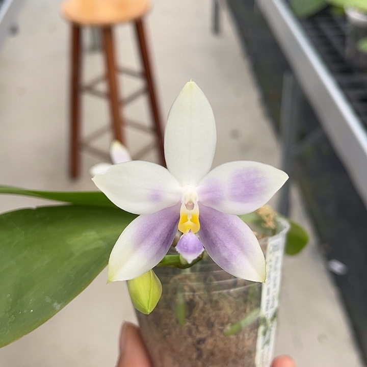 完全开放2.5寸杯CA553