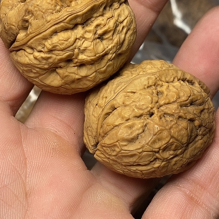文玩核桃把件志成云铁文玩88