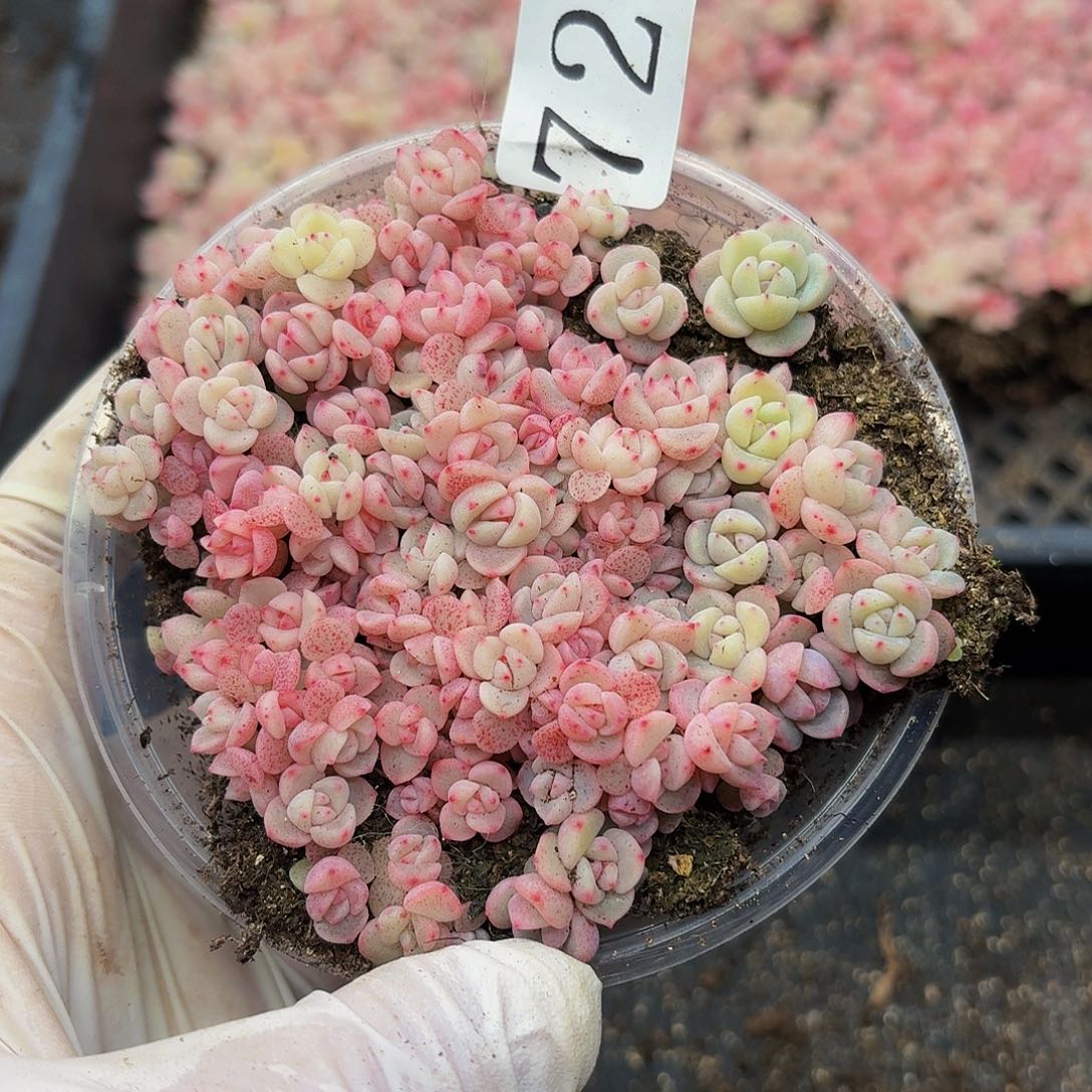 多肉植物多肉植物725