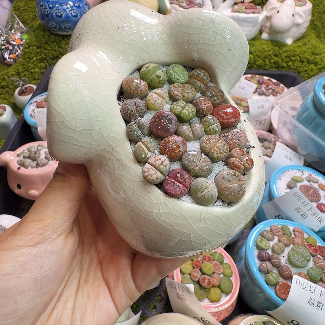 奶***唐多肉植物福利冲858