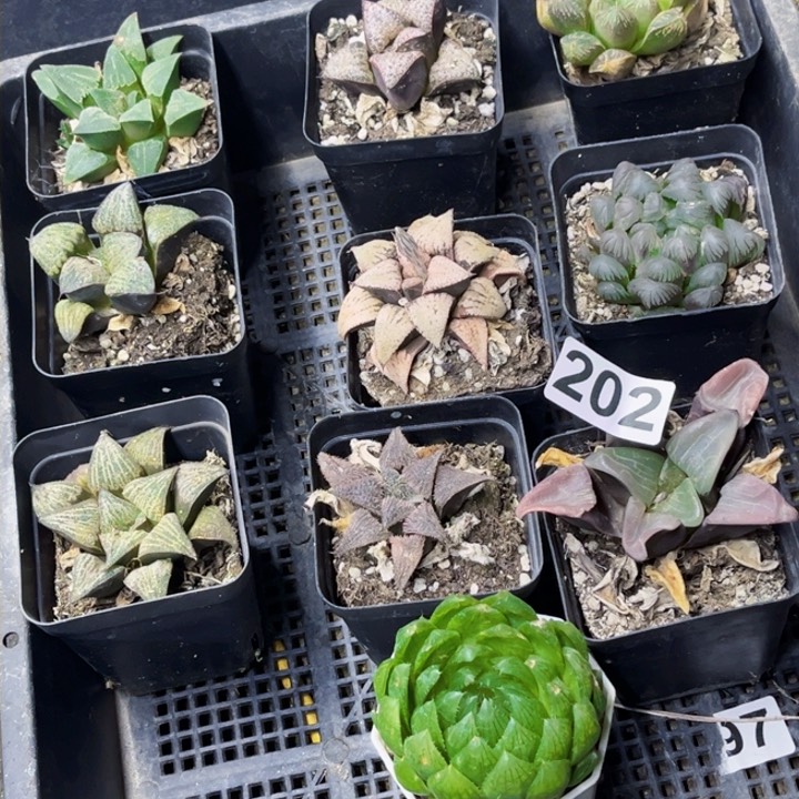 202寿一物一图如图带盆