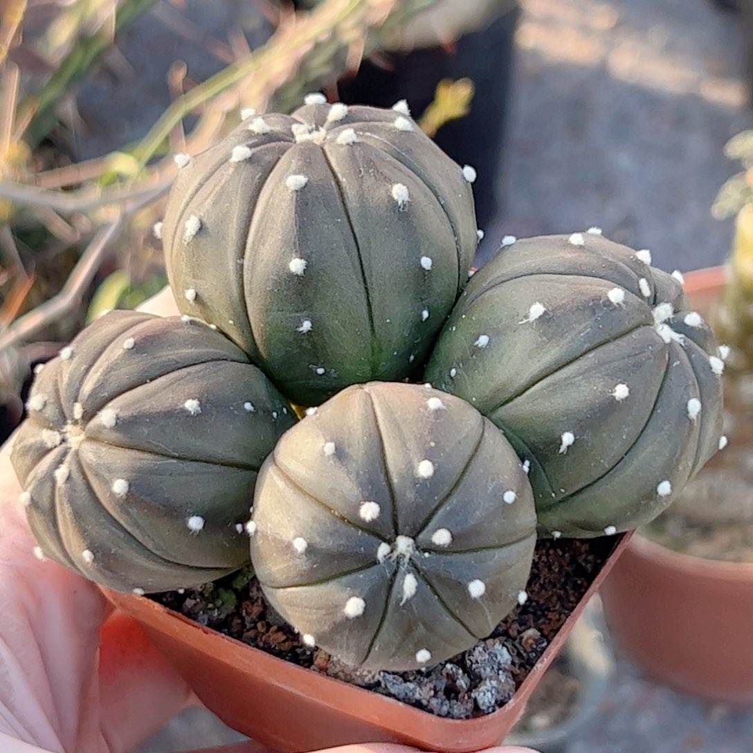 实生 多头兜仙人球