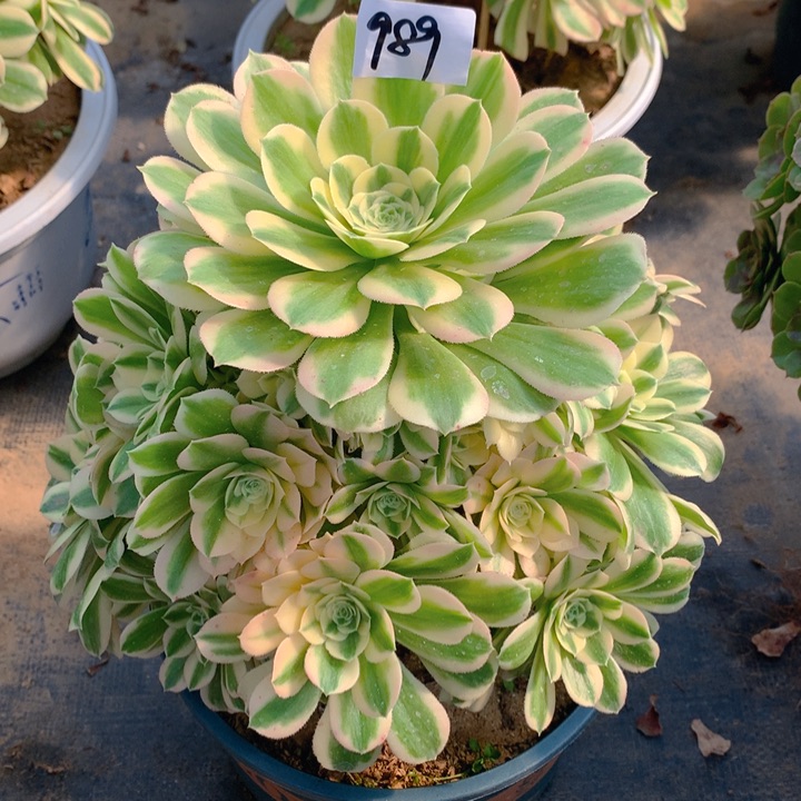 989迈巴赫精品法师多肉