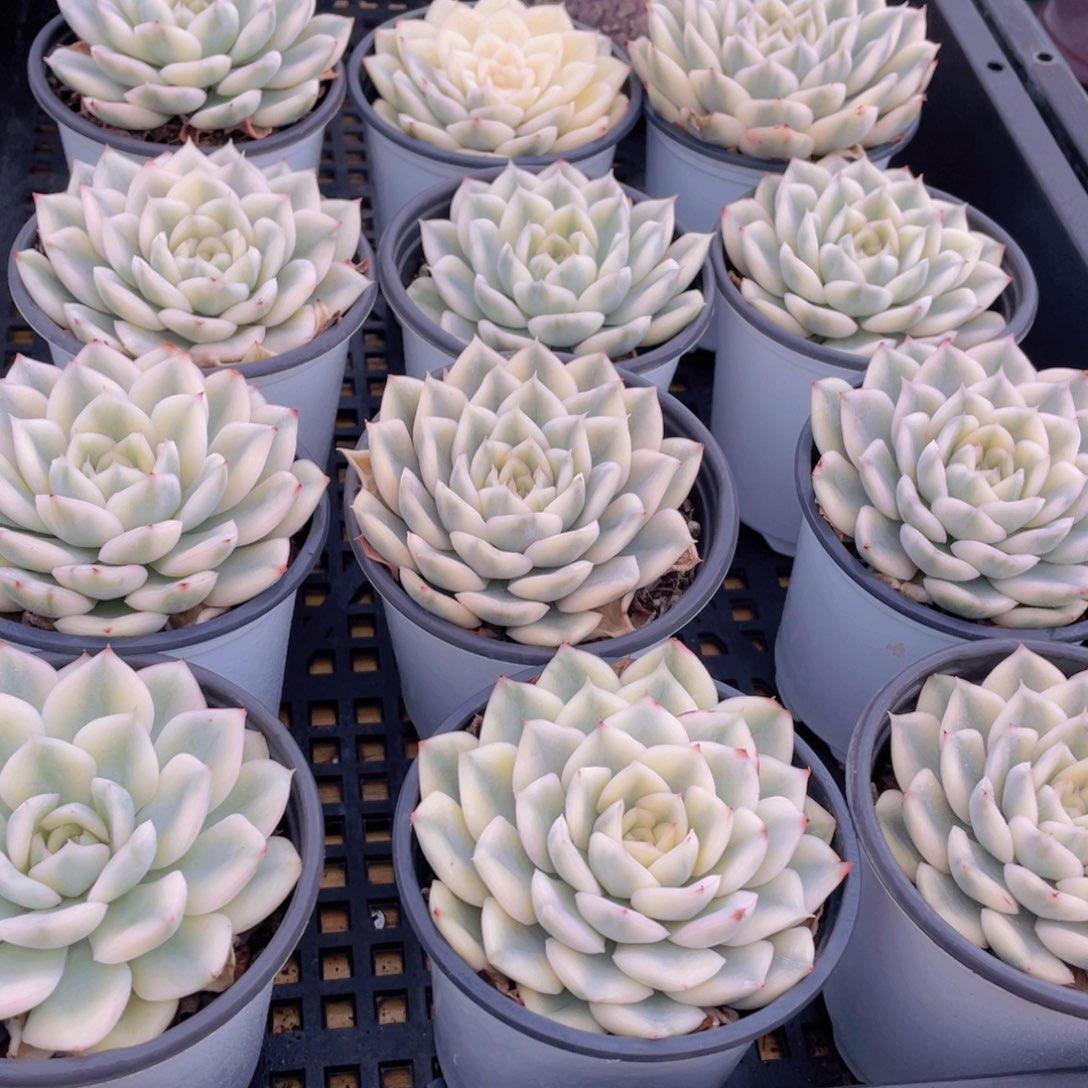 量拍47号 月亮仙子锦单头2个