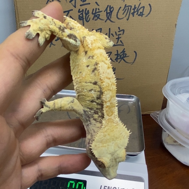 睫角守宫12.4二十二