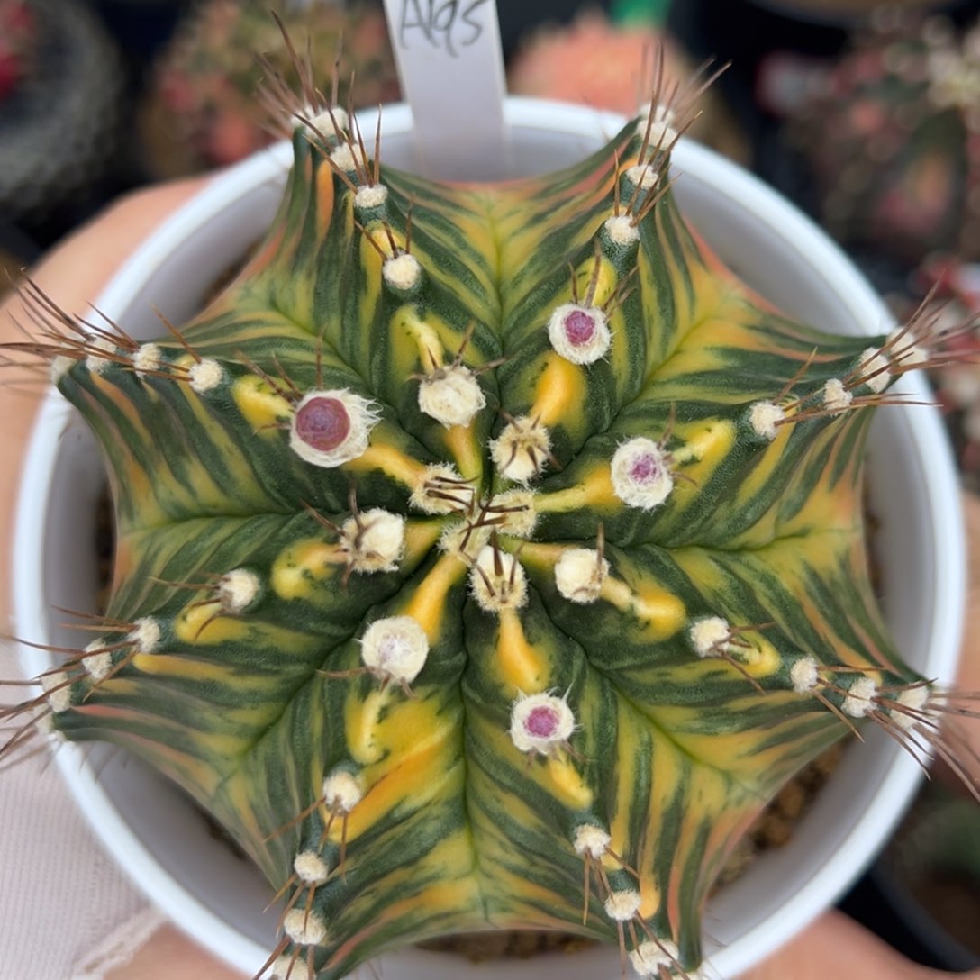 泰系实生豪臀米哈锦A195