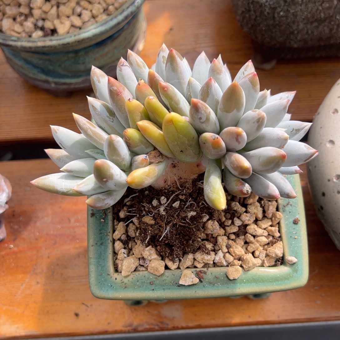 肖****哥特萝莉  肖肖  发货